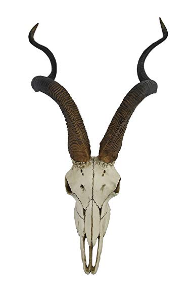 African Kudu Antelope Skull Wall Hanging Cool Twisted Horns